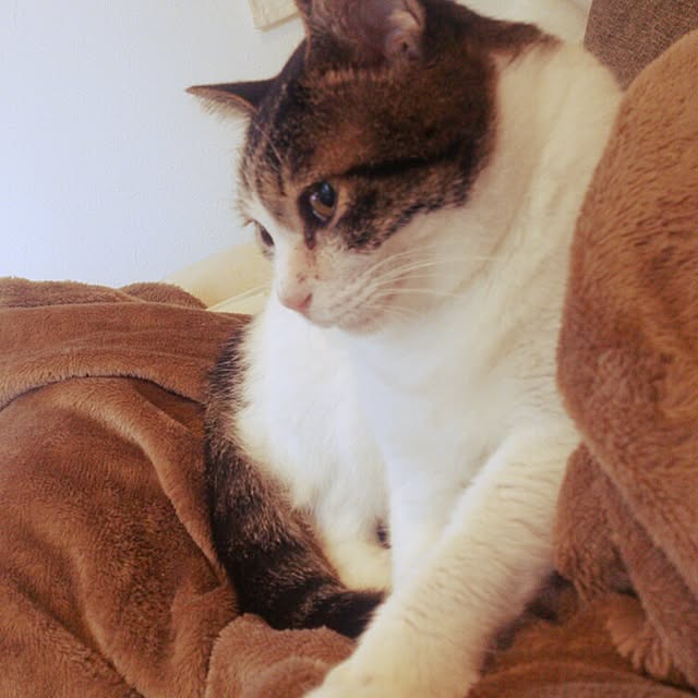 minkokoさんの実例写真