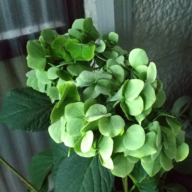 koyutan-mjmさんの部屋