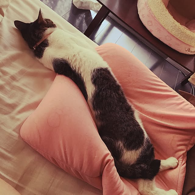 Shihoさんの実例写真