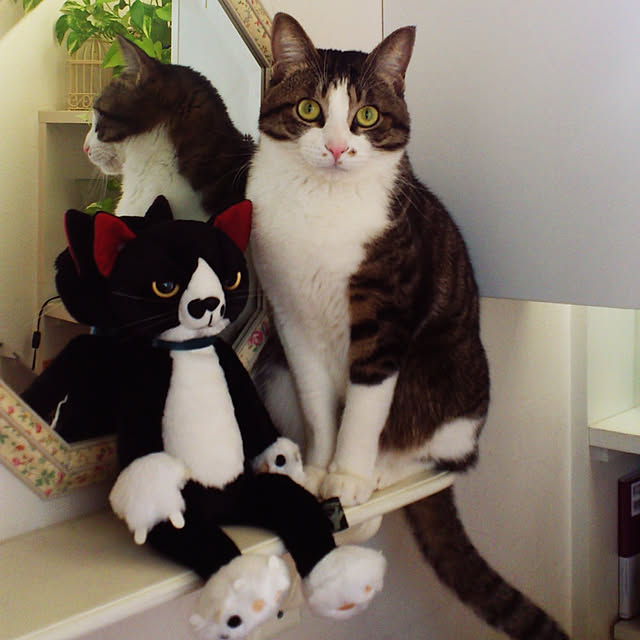 kimiさんの実例写真