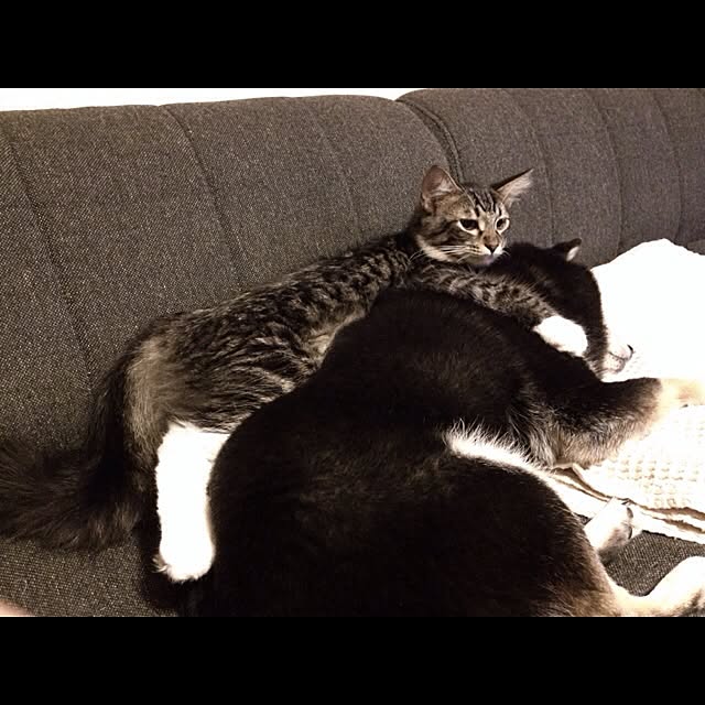 jnkaiさんの実例写真