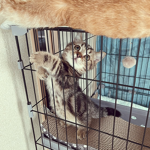 chiiさんの実例写真