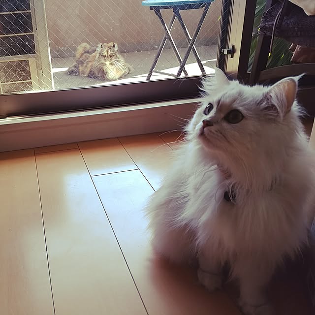 6catsさんの実例写真