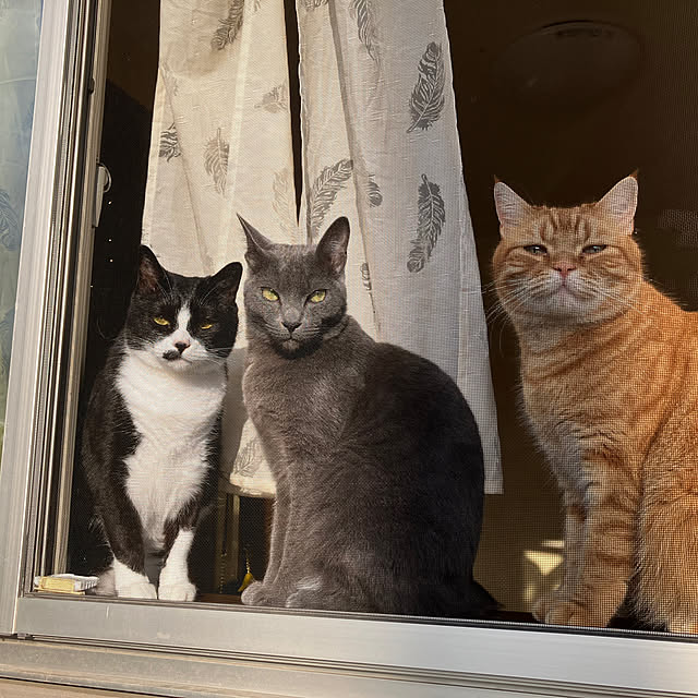 nekoさんの実例写真