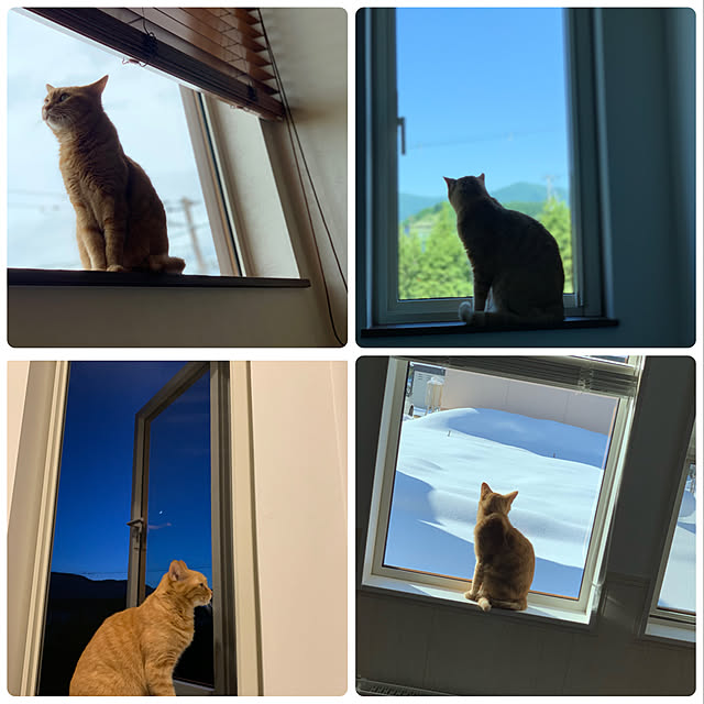mikeume7さんの実例写真