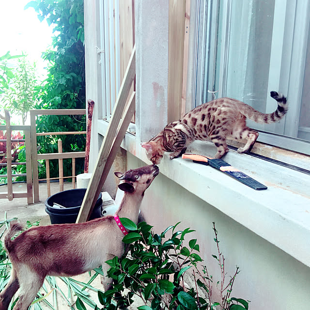 nishibaruyaさんの実例写真