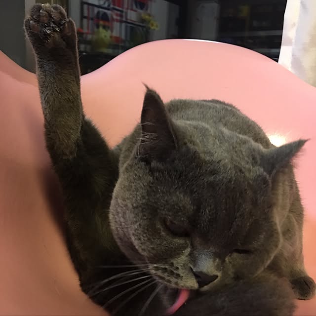 Shojiさんの実例写真