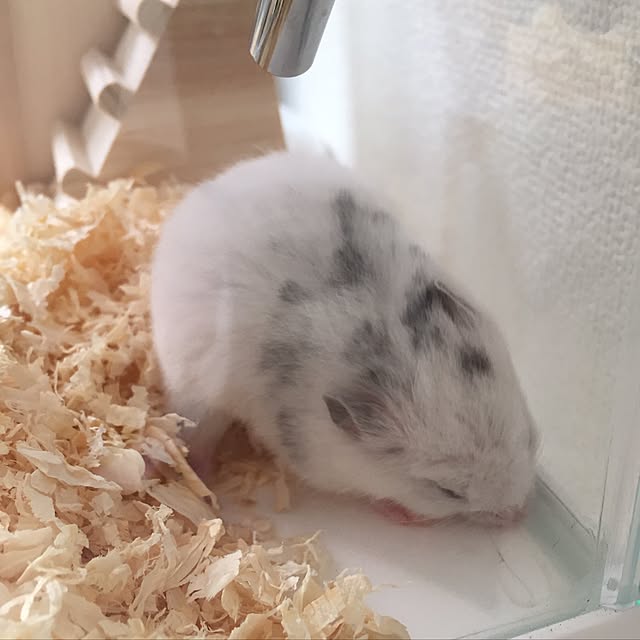 chiiiii0808さんの実例写真
