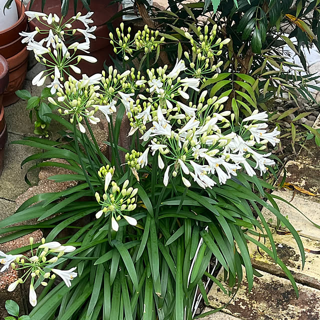 玄関/入り口/花を飾る暮らし/花を飾る/庭のアガパンサス/アガパンサス白...などのインテリア実例 - 2026-07-09 11:01:43