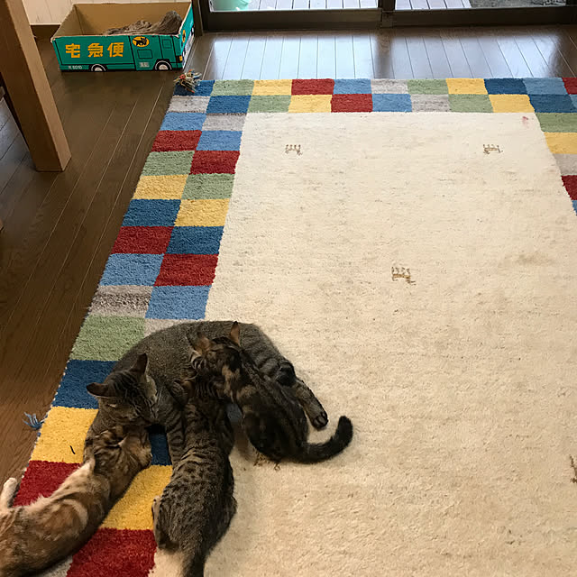 pepeさんの実例写真
