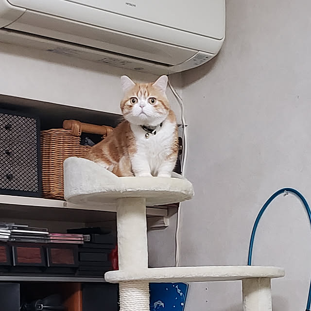 Reikoさんの実例写真