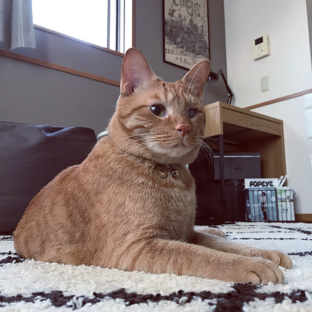 CHACHAさんの実例写真