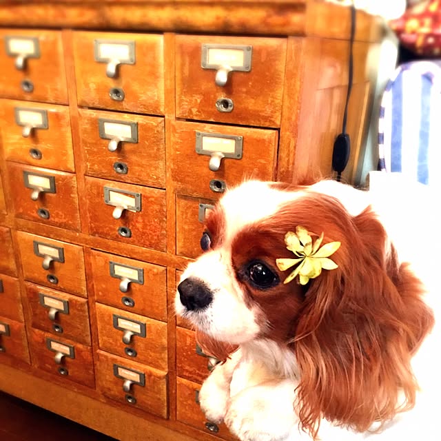 dosukoi.okamototarouさんの実例写真