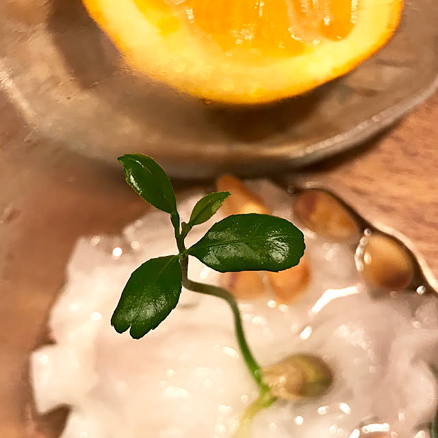 sakurasakuさんの実例写真