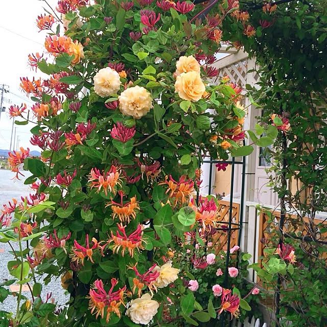 HappyRoseさんの実例写真