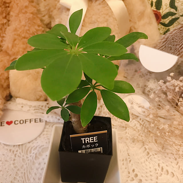 観葉植物/100均/リビングのインテリア実例 - 2020-07-26 16:58:53
