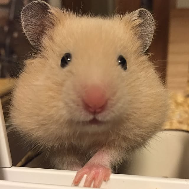 viviさんの実例写真