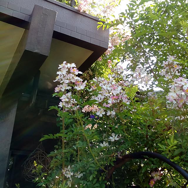 shusen.miyaさんの実例写真