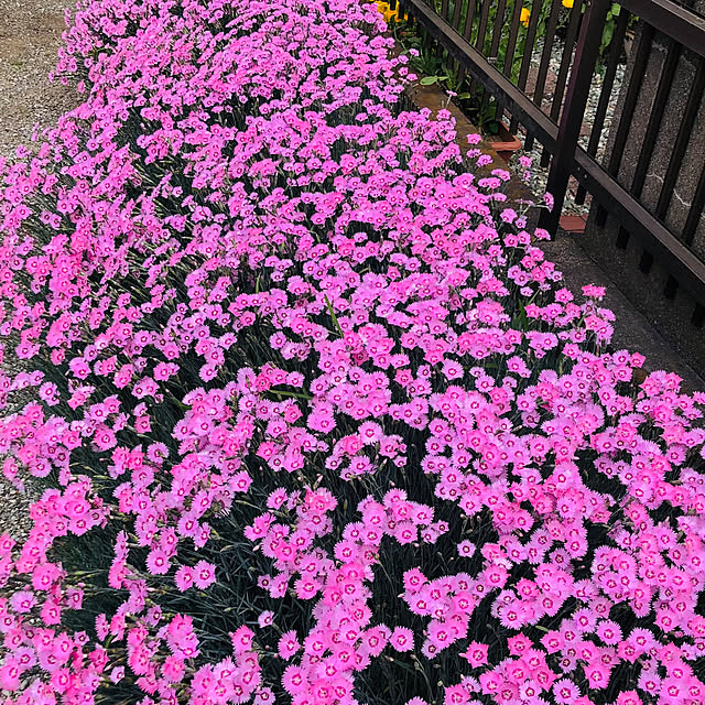 玄関/入り口/花を楽しむ/花/スッキリ暮らしたい/花のある暮らしのインテリア実例 - 2025-04-30 20:18:52
