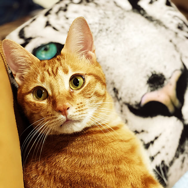 kotetuさんの実例写真