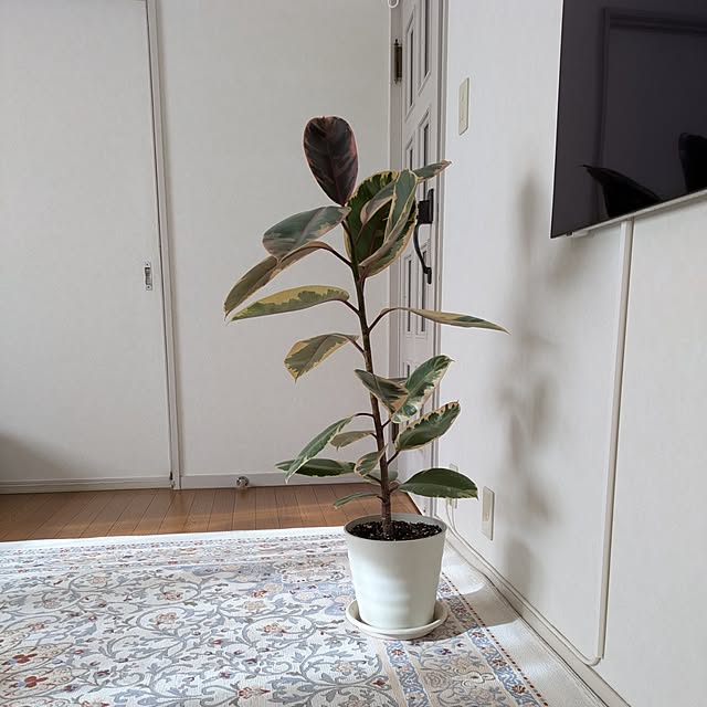 Renさんの部屋