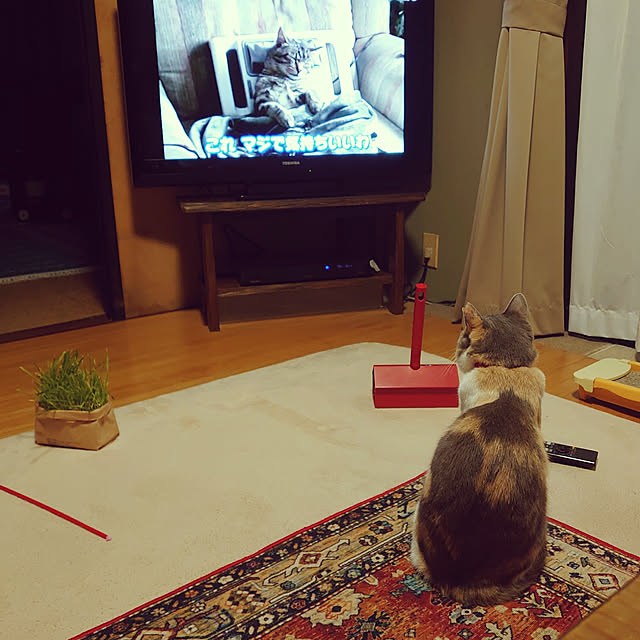 fukuさんの実例写真