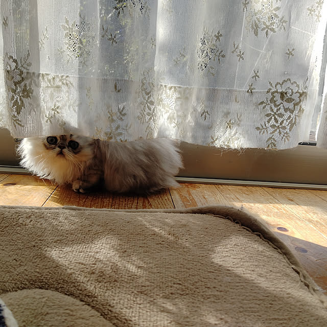makaronさんの実例写真