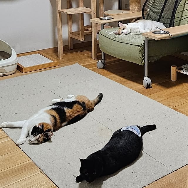 koyurizuさんの実例写真