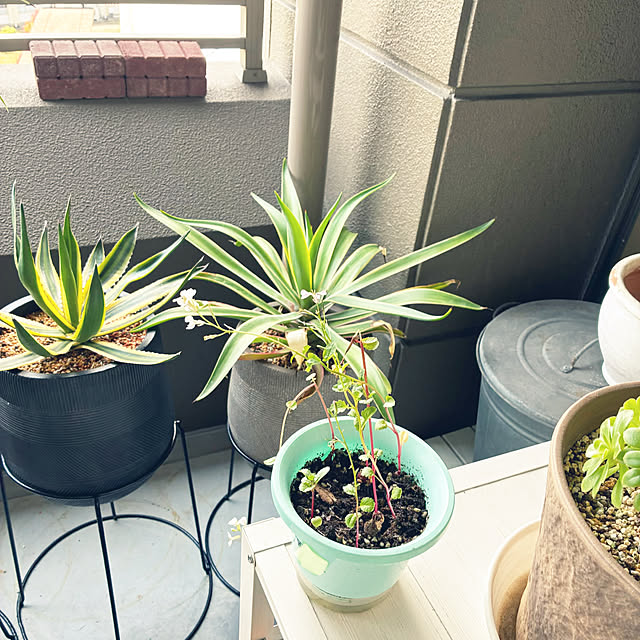 koshiregutyoさんの部屋