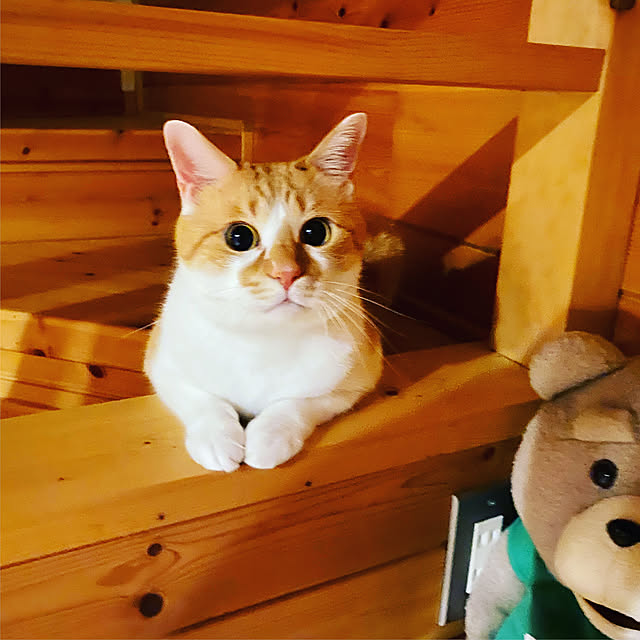 RYOJIさんの実例写真