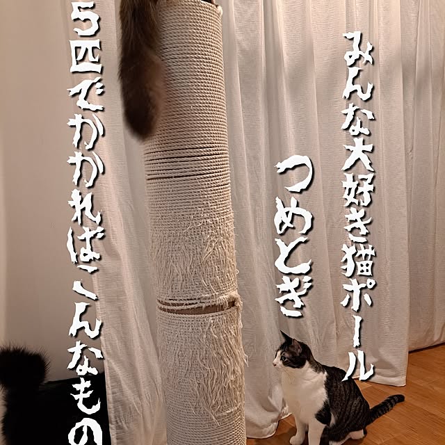 kankanmom_horn_5catsさんの部屋