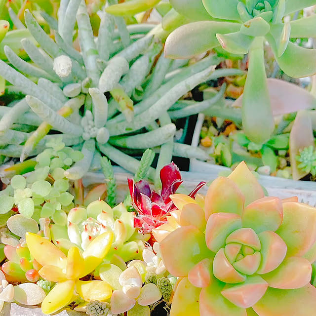Hanakaさんの部屋