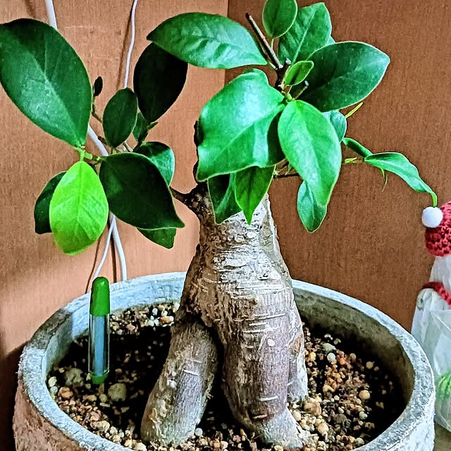 hanachanさんの実例写真