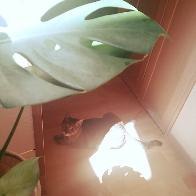 k.namiさんの実例写真