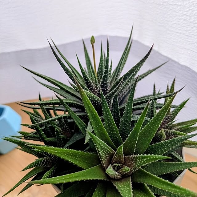 nonkoさんの部屋