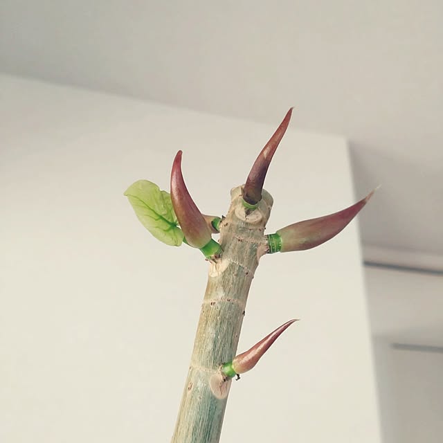 tan5さんの実例写真