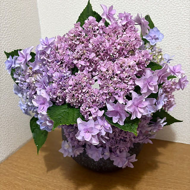 nannoさんの部屋