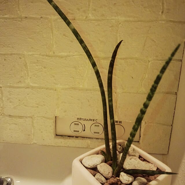 ariさんの実例写真