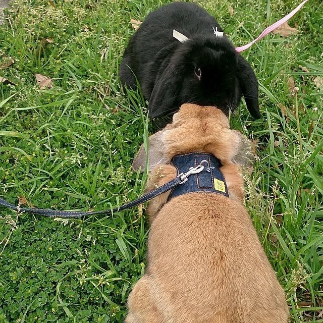 kosumoさんの実例写真