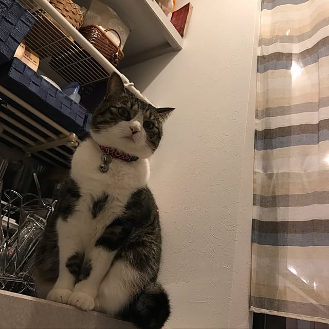 simamuuさんの実例写真