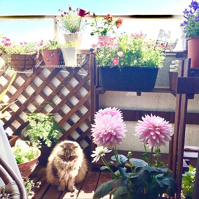 miyapp.hiroppさんの実例写真