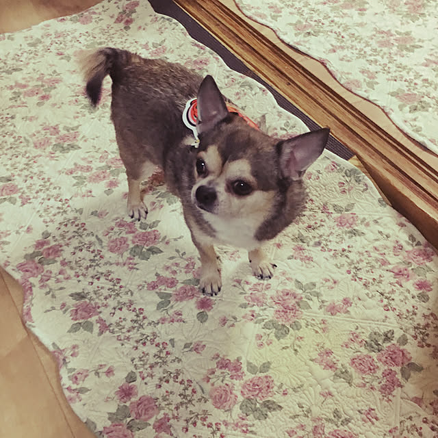 pidamuさんの実例写真