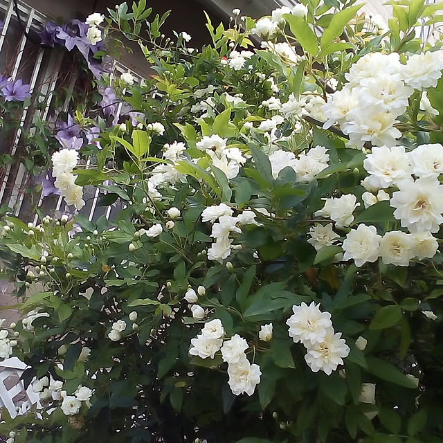 mariagardenさんの実例写真