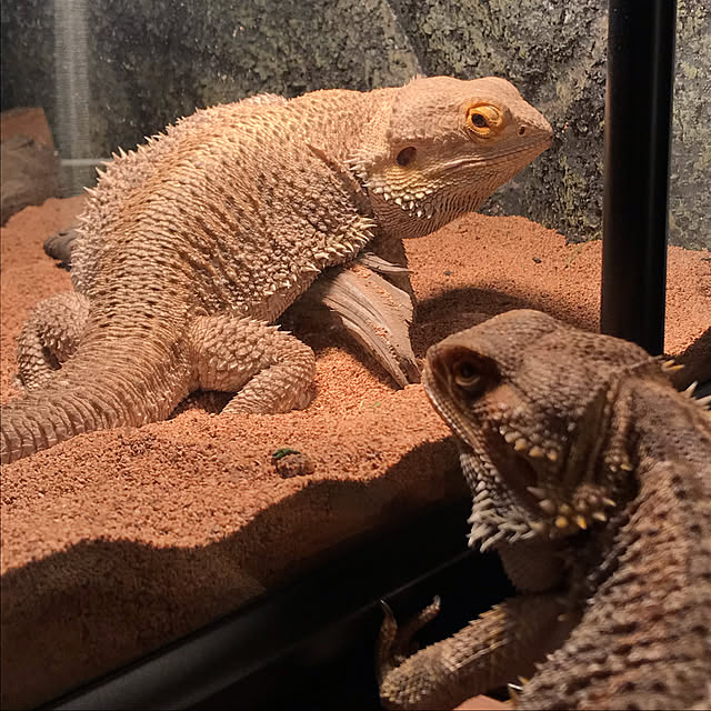 japitonさんの実例写真