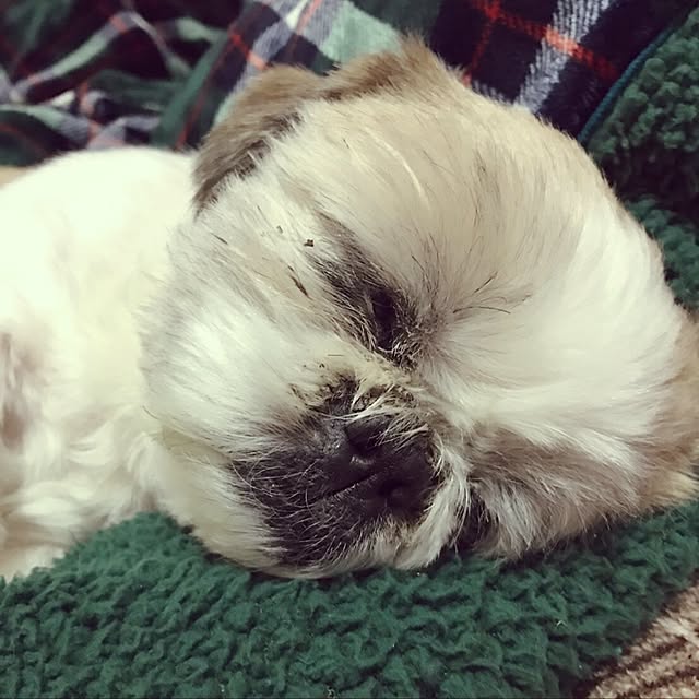 lenkaさんの実例写真