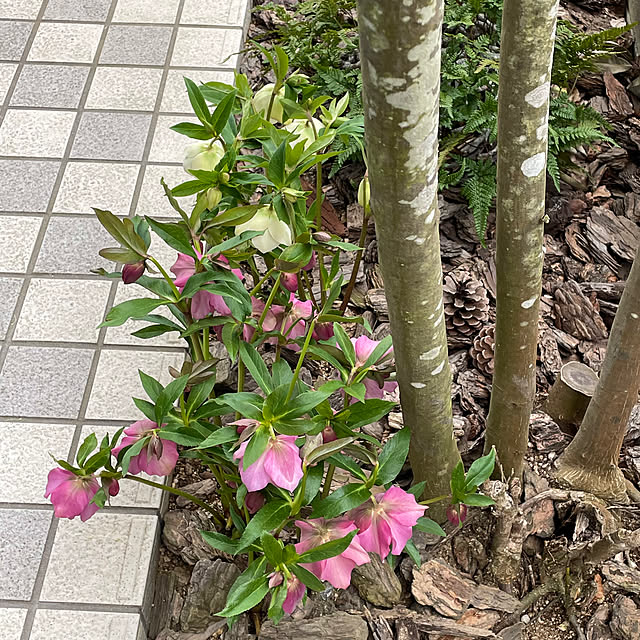 nobikoさんの部屋
