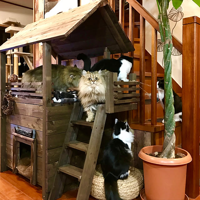butachanさんの実例写真