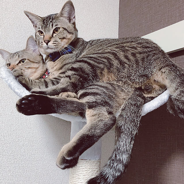 asukomaさんの実例写真