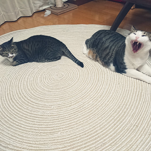 nachiさんの実例写真