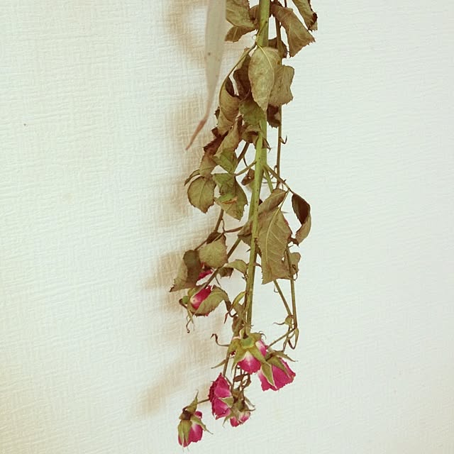 mihoさんの実例写真